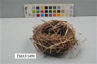 藏品(鳥巢)的圖片